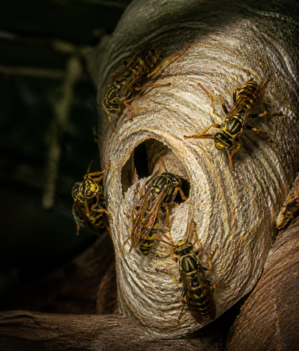 Close-up of a paper wasp nest with worker wasps at the entrance hole