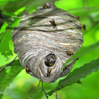 Hornet nest removal service in Oxfordshire