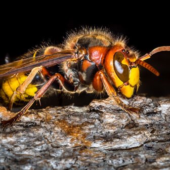 Hornet nest removal in Berkshire