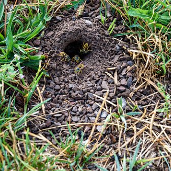 Wasps entering a garden nest in Oxfordshire