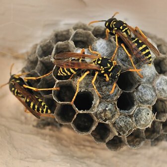 Example of A wasp Nest In Oxfordshire