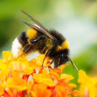 Bee In Oxfordshire